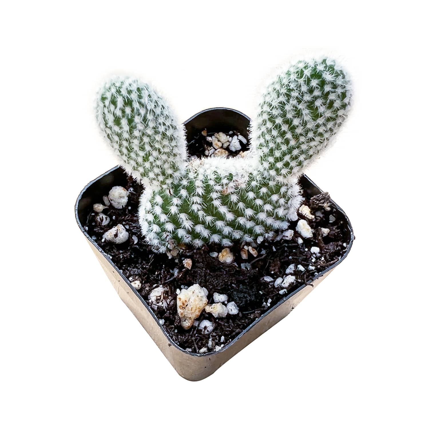 Fotografía de Planta en oferta